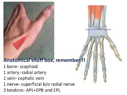 Anatomy Of Back Of Fore Arm And Dorsum Of Hand It appears as a triangular depression on the lateral surface of the wrist on full extension of the thumb. anatomy of back of fore arm and dorsum