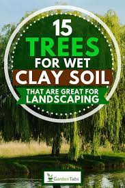 15 Trees For Wet Clay Soil That Are Great For Landscaping Garden Tabs