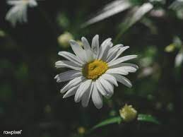 common daisy free image by rawpixel com
