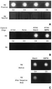 Electronically transmit your quantitative pt results directly to us without. Rapid Determination Of Single Base Mismatch Mutations In Dna Hybrids By Direct Electric Field Control Pnas