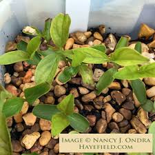 Image result for Humularia meyeri-johannis