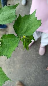 Image result for Corchorus aestuans