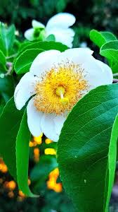 Image result for Oncoba