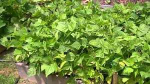 Beans are generally direct sown in the garden, although you can transplant small bean plants. Blue Lake Bush Green Beans In Raised Beds Youtube