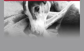 Kostenlose lieferung für viele artikel! Wesen Und Charakter Greyhound Forever E V