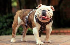 Collegiate Canines 10 University Mascots Dog Reflections Bulldog Live Mascot Mascot
