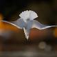Beginners Wildlife Photography Workshop event image