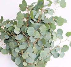 Fresh Eucalyptus Silver Dollar Round Fresh Preserved Etsy Fresh Eucalyptus Silver Dollar Eucalyptus How To Preserve Flowers