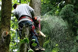 We manage your property as if we live there ourselves. Robles Tree Services In Allen Park Mi Saveon