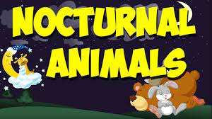 Nocturnal Animals Song Nocturnal Animals Kindergarten Nocturnal Animals Nocturnal Animals Activities
