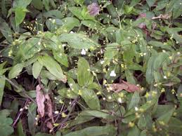 Image result for Gibasis