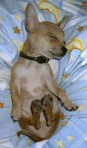 Sleepy Time Chihuahua Chihuahua Baby Dogs Baby Animals Chihuahua Puppies