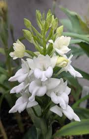 Image result for Habenaria chirensis