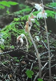 Image result for Epipogium