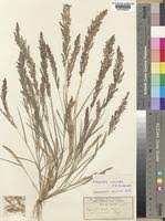 Image result for Eragrostis arenicola