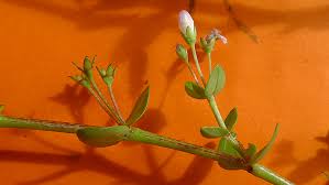 Image result for Oldenlandia cana