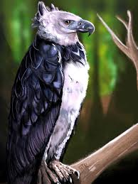 Harpy Eagle Harpy Eagle Digital Painting Bird