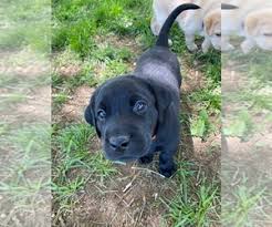 We offer the tools and training you and your dog need to build a strong bond so you can enjoy a bright future together. Labrador Retriever Puppies For Sale Near Colorado Springs Colorado Usa Page 1 10 Per Page Puppyfinder Com
