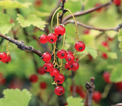 Maybe you would like to learn more about one of these? Red Lake Currant Knowledgebase Johnson S Nursery