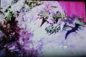 Maybe you would like to learn more about one of these? The Island Of Doctor Agor Short 1971 Imdb