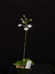 Image result for Habenaria libeniana