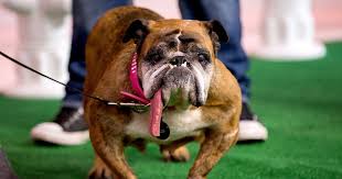Quot Der Hasslichste Hund Der Welt Quot Zsa Zsa Die Englische Bulldogge Stirbt Im Alter Von 9 Jahren Al Hasslichster Hund Der Welt Bulldogge Hassliche Hunde