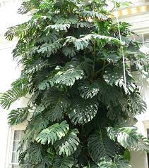 Few houseplants make a huge impact like this one. Monstera Deliciosa Wikipedia