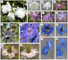 Image result for Ranunculaceae