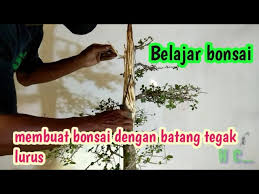 Membuat Bonsai Serut Dengan Batang Tegak Lurus Belajar Bonsai Cah Ndeso Youtube