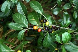 Image result for Diospyros abyssinica