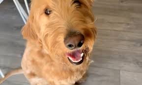 — listeners of the radio show free beer and hot wings on wgrd will once again hear the familiar voice of joseph gassmann . This Is What Happens When Joe Tries To Cut Clarence S Hair During Quarantine Free Beer And Hot Wings