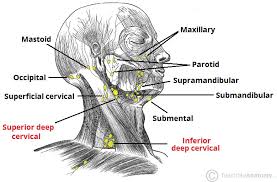 With the exception of the central nervous system (cns), lymph nodes may be found in every area of the body. Lymphatic Drainage Of The Head And Neck Teachmeanatomy