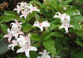 Noted For Its Strongly Scented Flowers And Attractive Fall Foliage Rhododendron Arborescens Commonly Known As Swee In 2020 White Flowering Shrubs Arborescens Azaleas