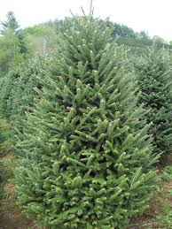 Check spelling or type a new query. Christmas Tree Free Delivery Uk Spruce Nordman Fraser Fir Non Drop Cheap Best Quality South Yorkshire Doncaster Dronfield Matlock Bakewell Alfreton Clay Cross Chesterfield Derbyshire Sheffield Yorkshire Riverside Garden Centre