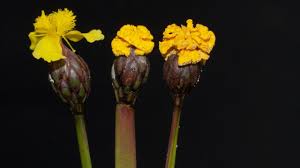 Walk around to the side of the building. It Is Not A Flower It Is A Fungus Science Aaas