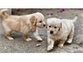 Golden retriever pups for sale. Golden Retriever For Sale Pets Valencia Recycler Com