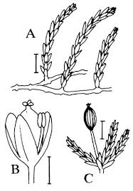 Image result for Tristicha trifaria