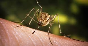 Ezequiel lobo, a man from argentina, shared the photo on twitter last week, where it has left many look at the size of the mosquito that just came in through my window, he wrote, according to a. Regional Report Mosquitoes In The Northwest