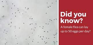 And if a host is needed for a flea to survive? How Long Can Fleas Live Without A Host 20 Big Questions Answered Pest Strategies