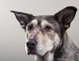 Head trauma in dogs can also cause seizures and even lead to death. Bruising In Dogs Ecchymosis