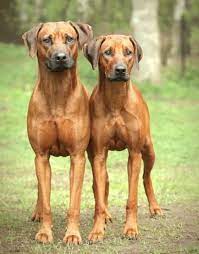 Our rhodesian ridgeback puppies for sale come from either usda licensed commercial breeders or hobby breeders with no more than 5 breeding mothers. Phuket Buy And Sell For Sale 13 Pedigree Puppies Rhodesian Ridgeback Dog Rhodesian Ridgeback Rhodesian Ridgeback Puppies