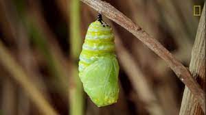Cuanto Tarda Una Larva En Transformarse En Una Mariposa Monarca Youtube
