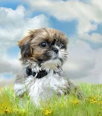 Maybe you would like to learn more about one of these? Shih Tzu Names Cute Male Female Names For Your Pup