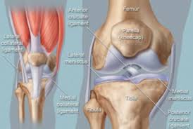 We did not find results for: Medial Collateral Ligament Mcl Injury Sports Clinic Nq