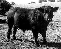 Black And White Cow Breeds Australia Breeds Of Livestock Australian Lowline Cattle Breeds Of Cows Lowline Cattle Cattle
