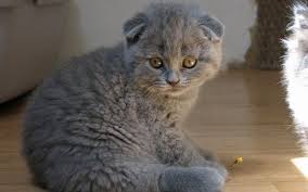10 best scottish fold cat names munchkin cat munchkin cat scottish fold scottish fold