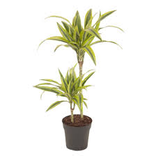 Dracaena deremensis 'surprise' € 11,99. Dracaena Lemon Lime Florastore