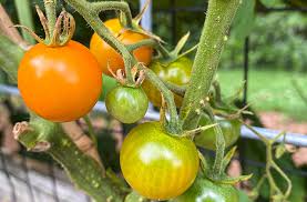 We did not find results for: Starting A New Tomato Garden Lessons Learned Joe Gardener