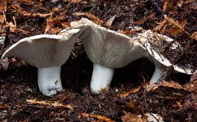 Image result for Tragia brevipes