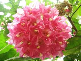 Image result for Dombeya acutangula